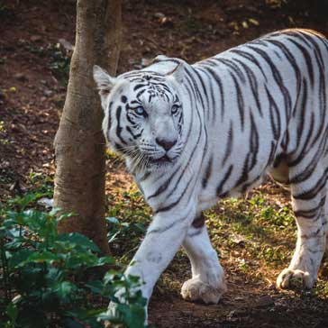BHUBANESWAR - FULL DAY LOCAL SIGHTSEEING (NANDANKANAN, MUSEUMS)