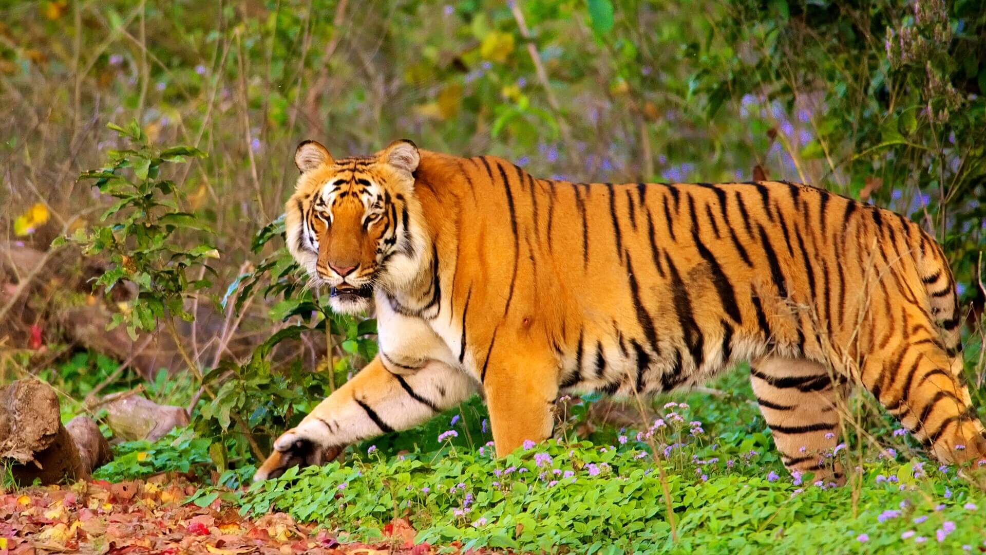 Jim Corbett Wildlife Adventure