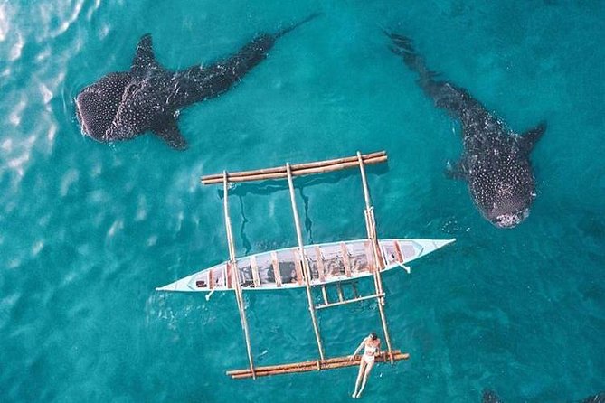 OSLOB WHALE SHARK TOUR AND SUMILON ISLAND