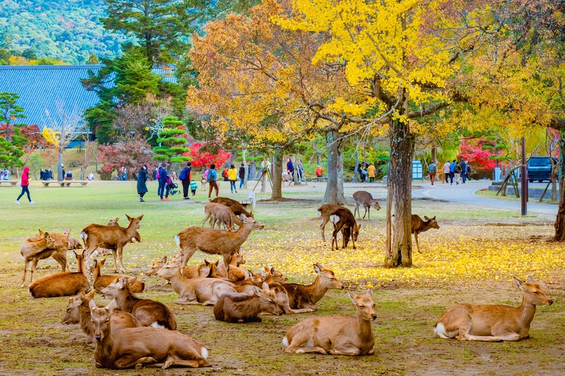 Day trip to Nara Deer Park and Todaiji Temple, Kasuga Taisha Shrine, Free time in Naramachi District