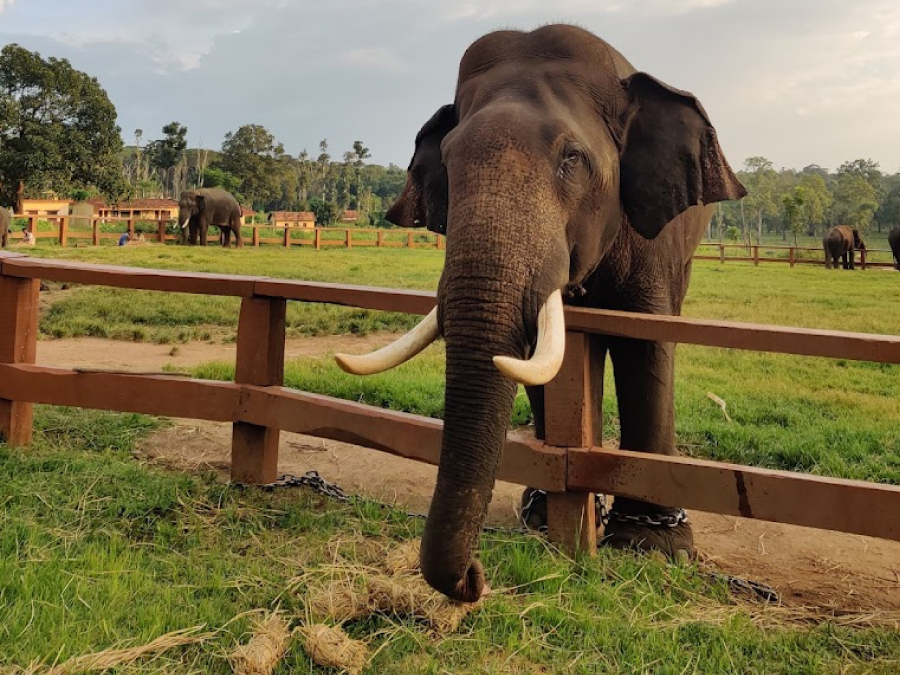 Coorg Local & Elephant Camp