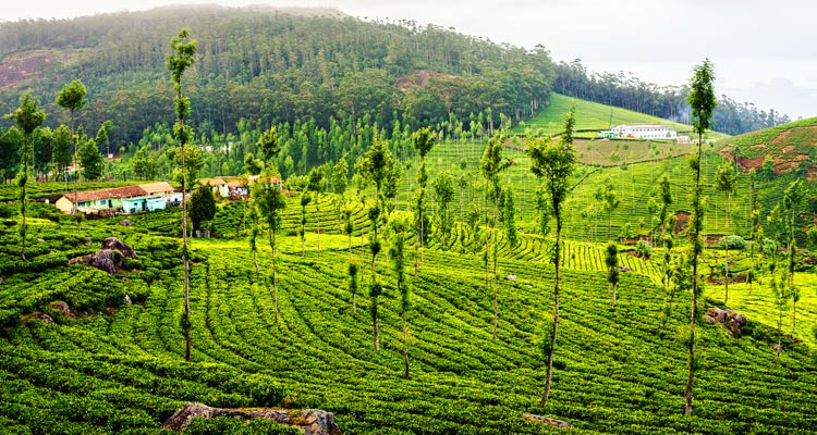 Ooty Sightseeing