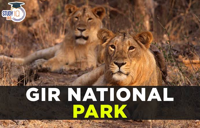 Somnath – Gir National Park (Approx. 70 km | 1.5–2 hrs)