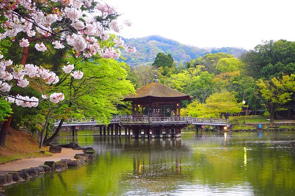 Nara Cultural Excursion
